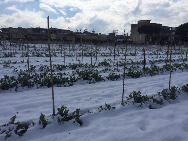 danni neve ad agricoltura