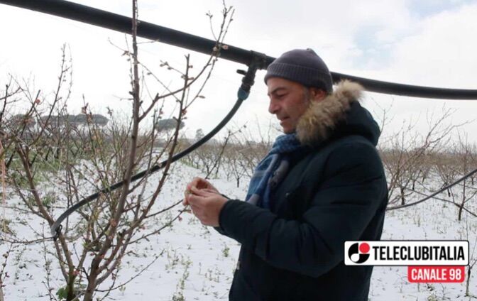 danni agricoltura giugliano neve