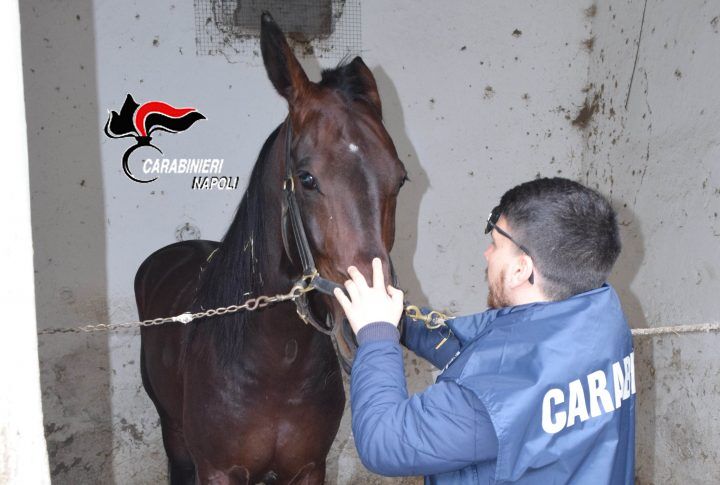 sequestrato cavallo dopo aversa