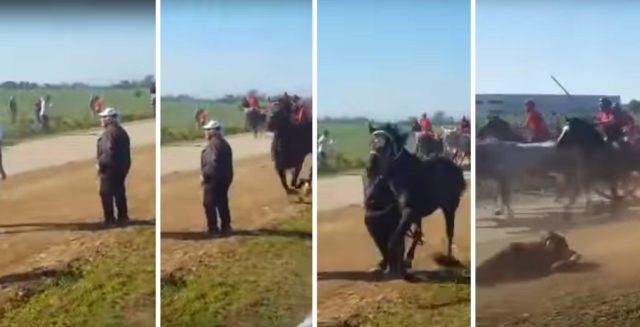 foggia muore schiacciato cavallo e buoi