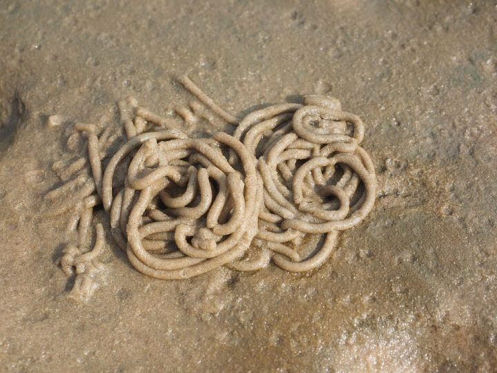 ossiuriasi pozzuoli rodari