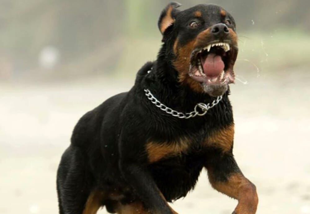 rottweiler pozzuoli