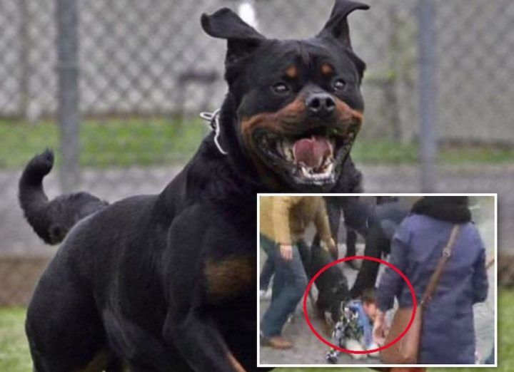 rottweiler aggredisce bambina