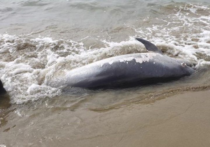 delfino morto latina