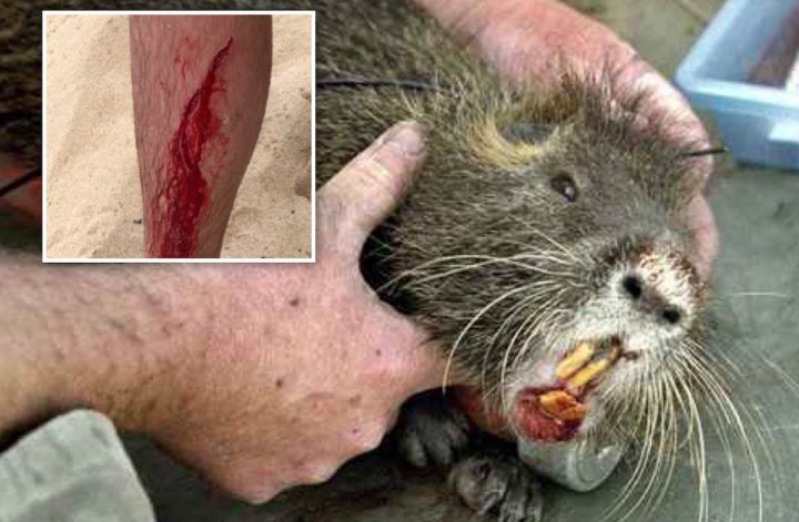 morsa nutria fiuminata donna