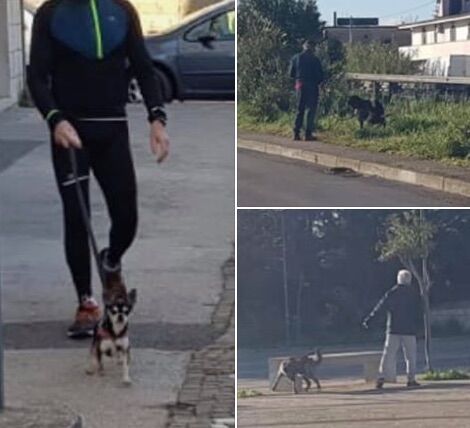 cani padroni incivili giugliano