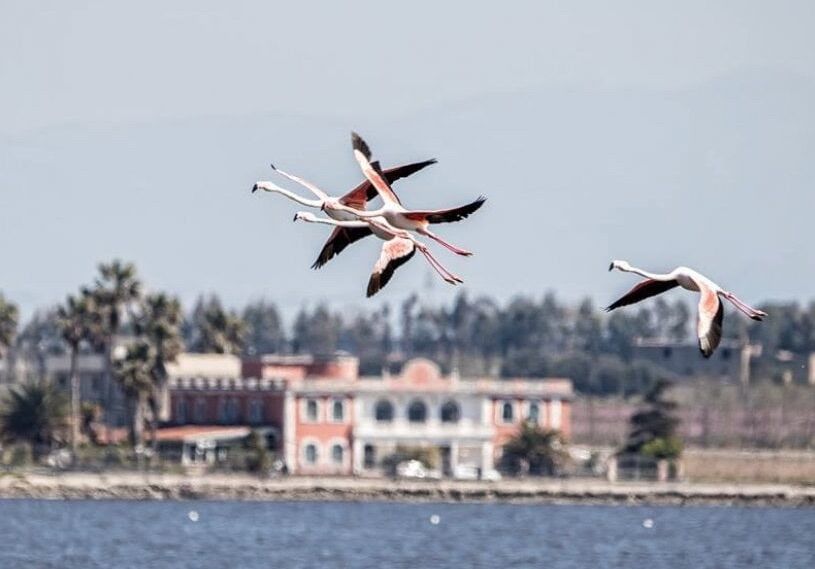 fenicotteri rosa lago patria