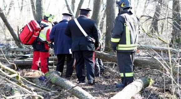 morto schiacciato albero cuneo