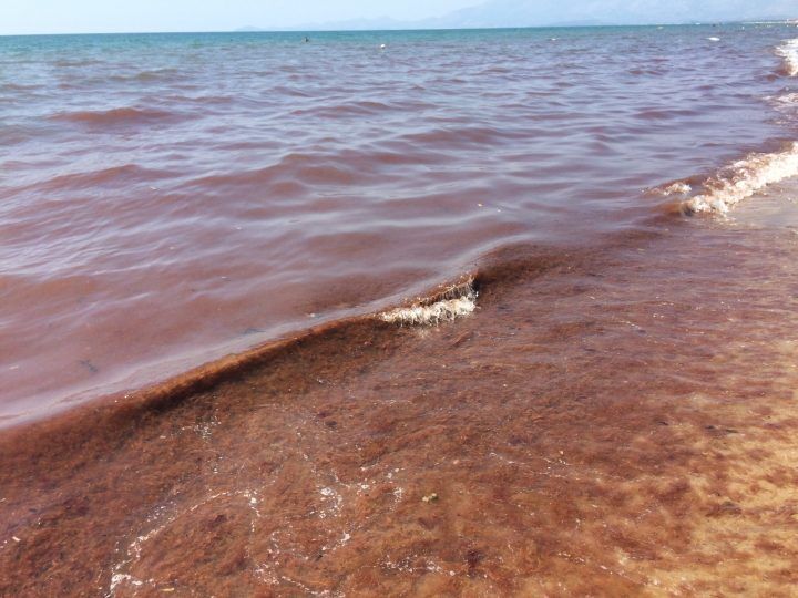 Scoperte le cause del mare marrone a Salerno