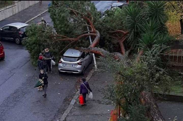 napoli albero morto