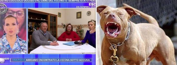 Somma Vesuviana Cane Pomeriggio Cinque