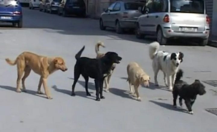 aversa azannata cani randagi stazione