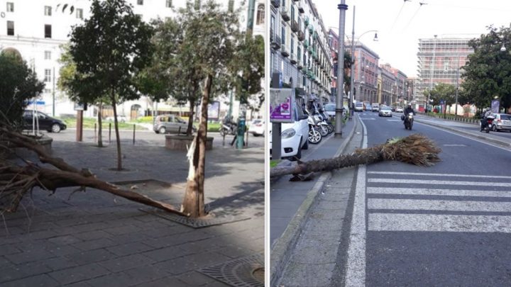 napoli crollati due alberi