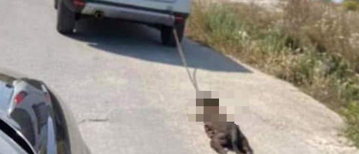 priolo cane trascinato ucciso priolo siracusa