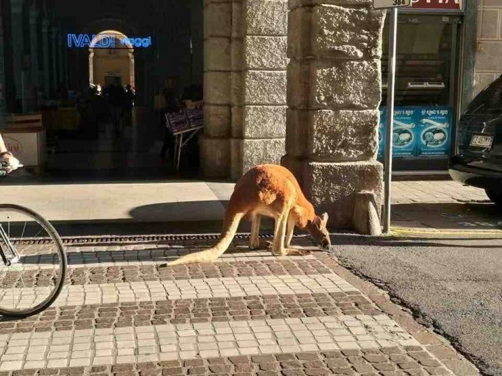 canguro savona