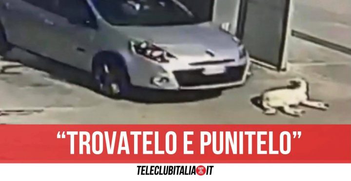 giugliano cane investito