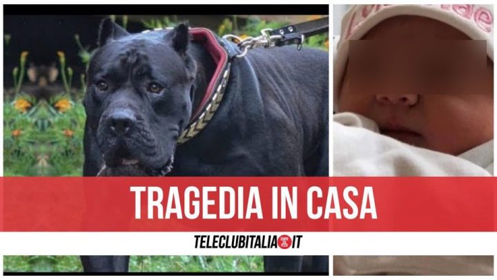 irlanda bimba uccisa dal cane