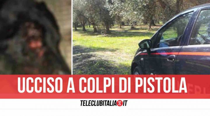 cane ucciso a colpi di pistola ercolano