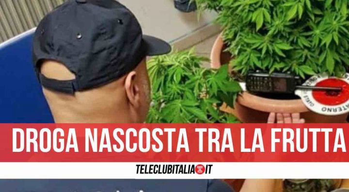 marijuana acerra sequestro