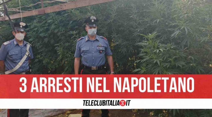 acerra arresti marijuana