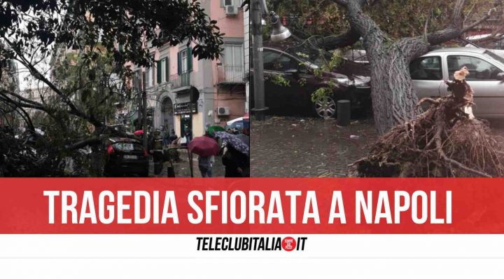 napoli albero caduto