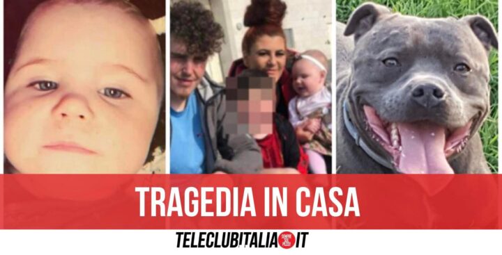 morta aggredita dal cane bimba regno unito