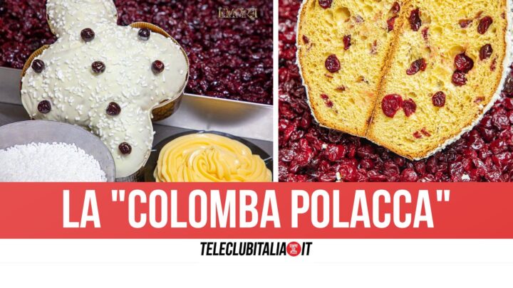 colomba polacca aversa