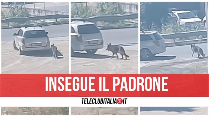 cane pastore tedesco abbandonato castel volturno