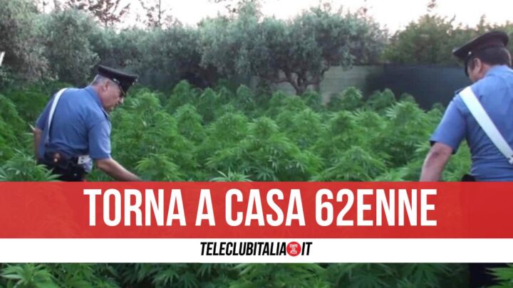 scarcerato 62enne licola piante cannabis