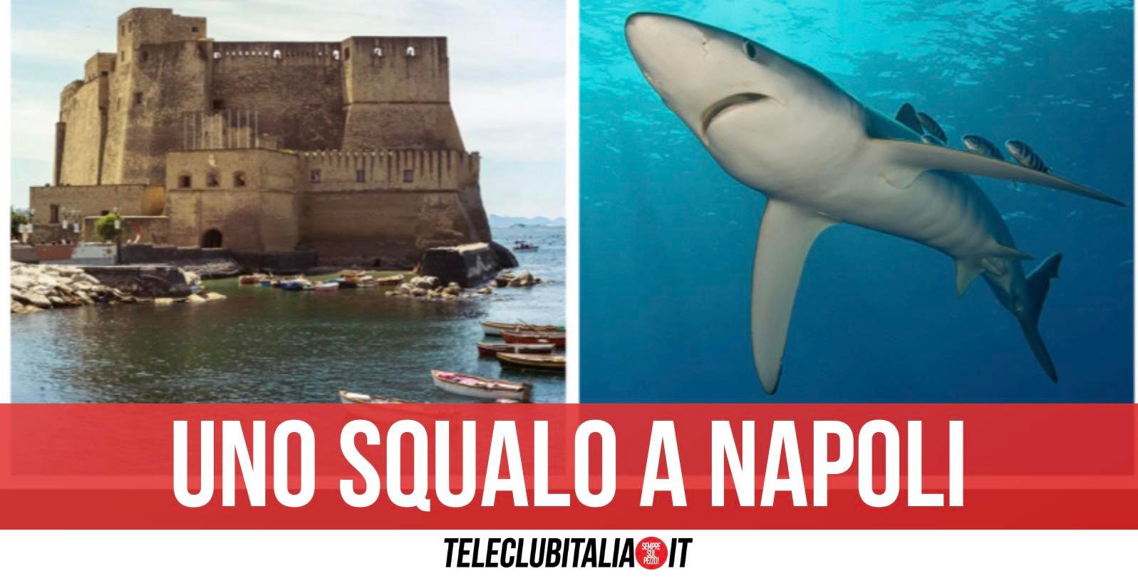 squalo azzurro verdesca castel dell'ovo napoli