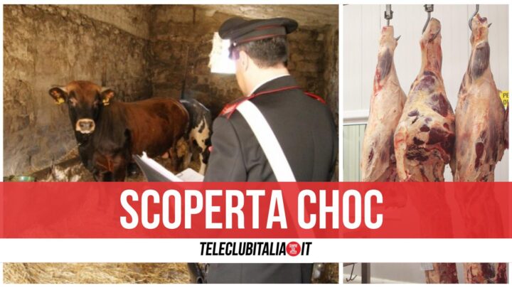 caserta bovini tubercolosi venduti