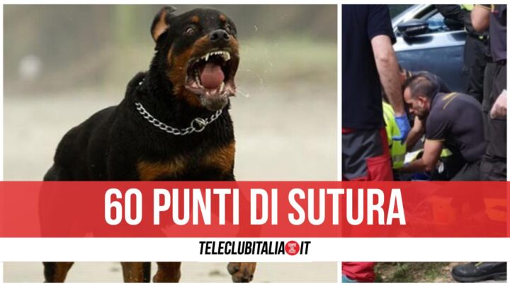 casal di principe rottweiler aggredisce padrone