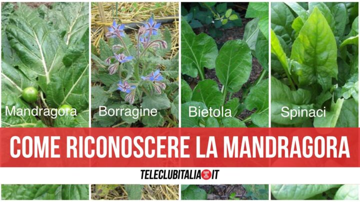 come distinguere la mandragora dagli spinaci