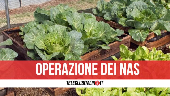 operazione mandragora distrutta caan volla