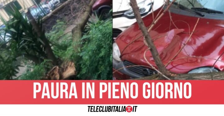 Dramma sfiorato a Napoli, albero cade e distrugge un'auto