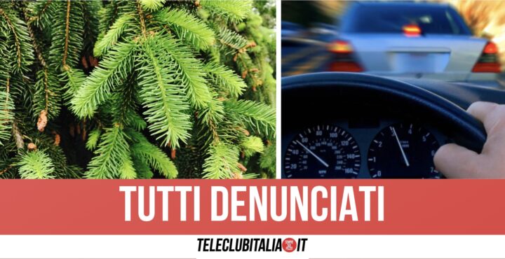 Napoli, ragazzini rubano albero di Natale da un vivaio: inseguiti e aggrediti dai proprietari