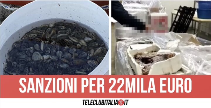 Giugliano, 55 kg di frutti di mare in acqua sporca ed esposti in strada: sequestrati dal Nas