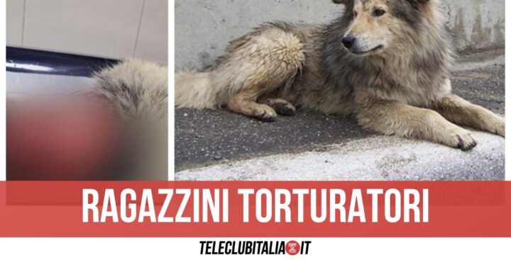 Cane Scuoiato Vivo Poggioreale Napoli