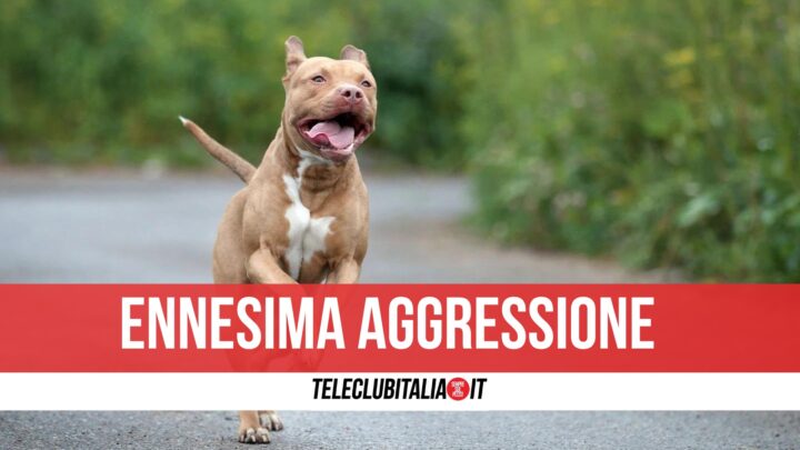 ptibull aggressione pompei bambina 8 anni