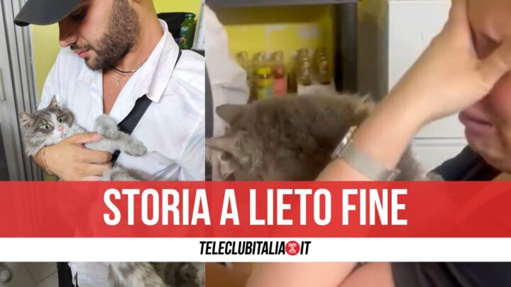 Ritrovato Gatto Scomparso Undici Napoli