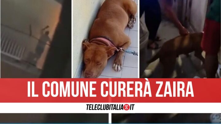 Cane Maltrattato A Casalnuovo