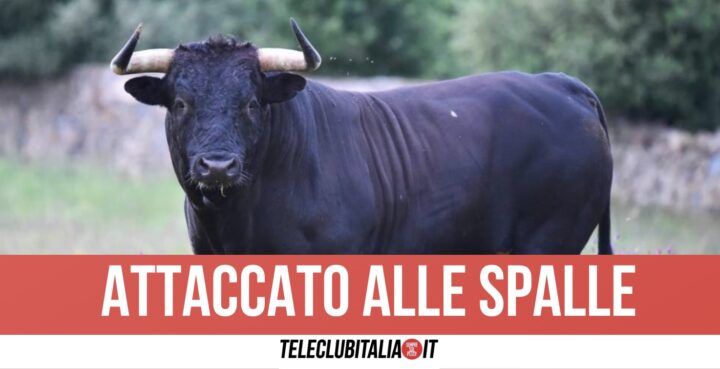 Toro Attaccato