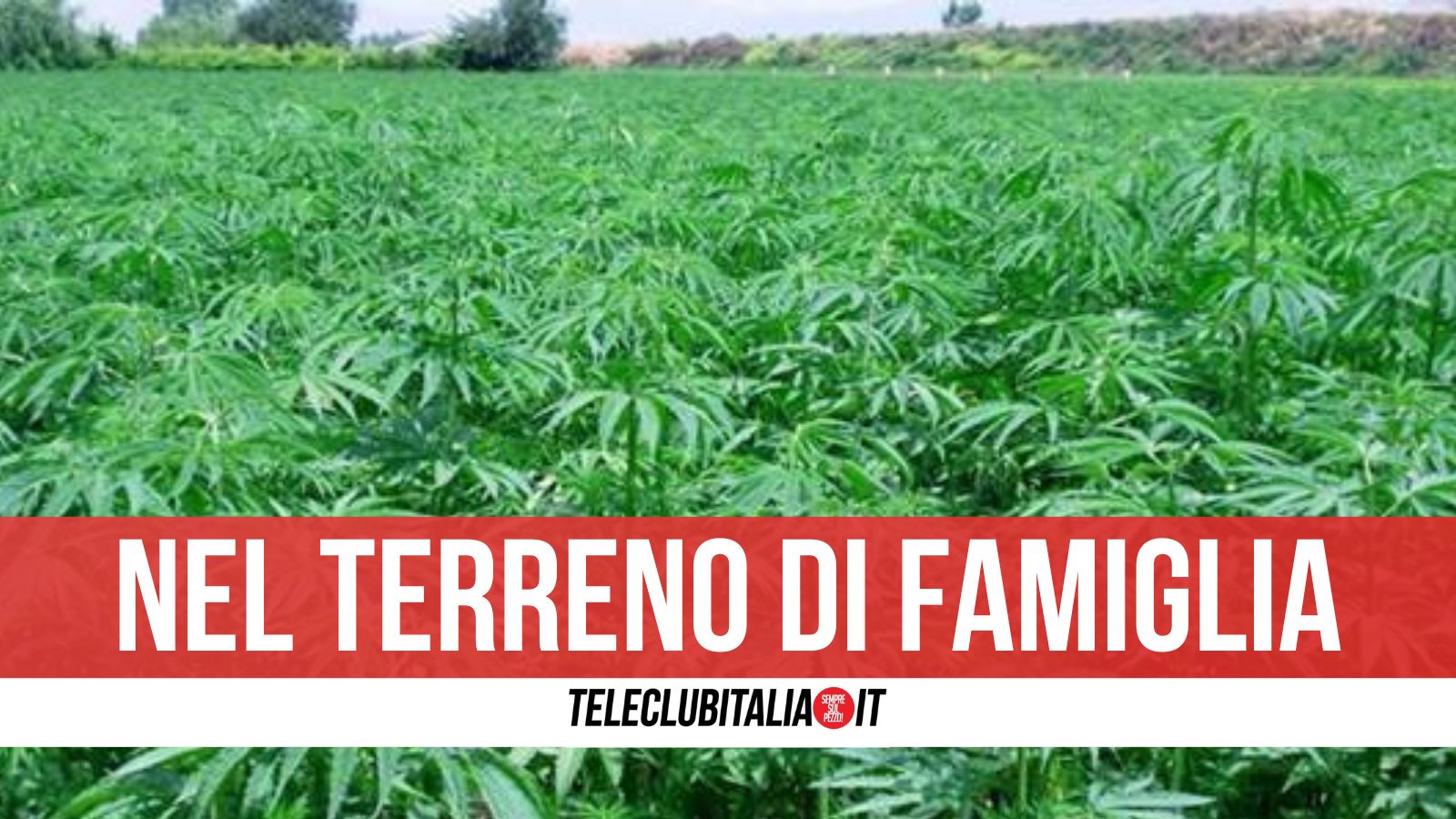 50 Piante Di Marijuana Sequestro (1)