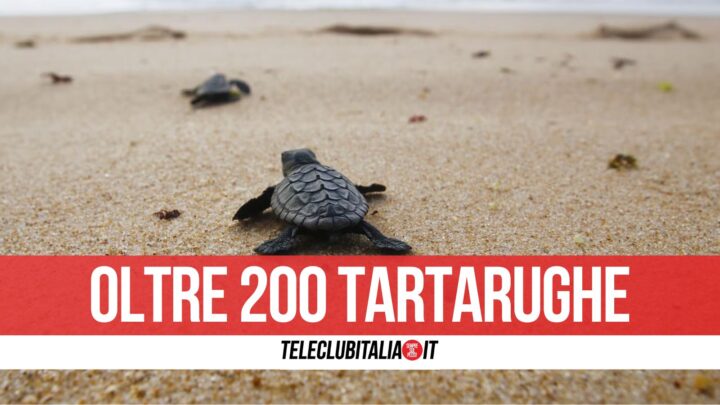 Record Di Nascite Di Tartarughe Caretta Caretta Sulla Spiaggia Di Licola Mare