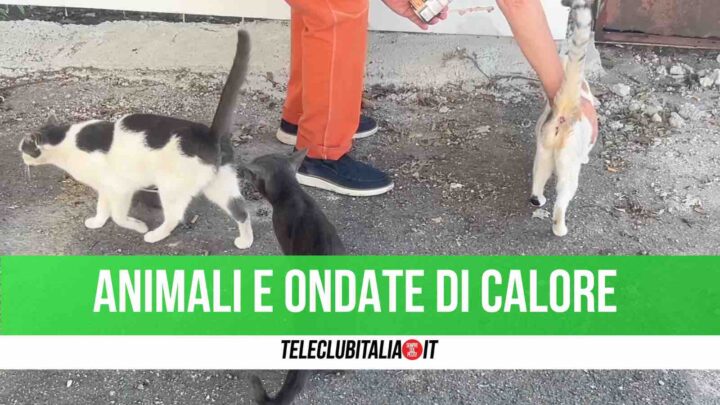 caldo e animali