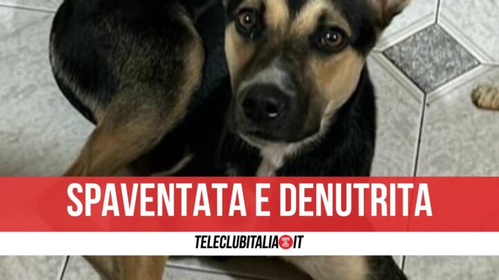 Cagnolina Salvata Asse Mediano Giugliano