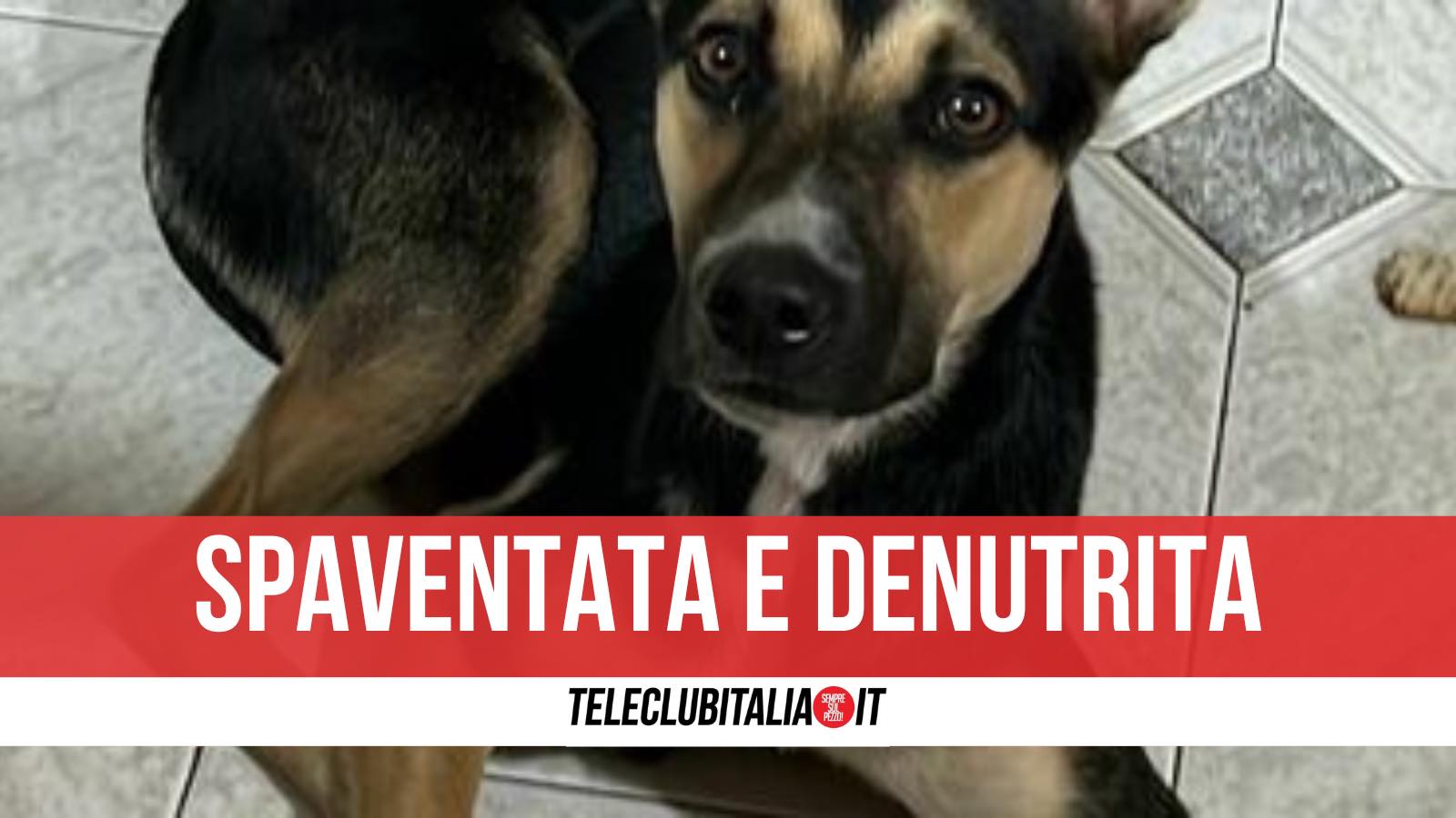 Giugliano, cagnolina salvata sull’Asse Mediano: era stata abbandonata dal proprietario