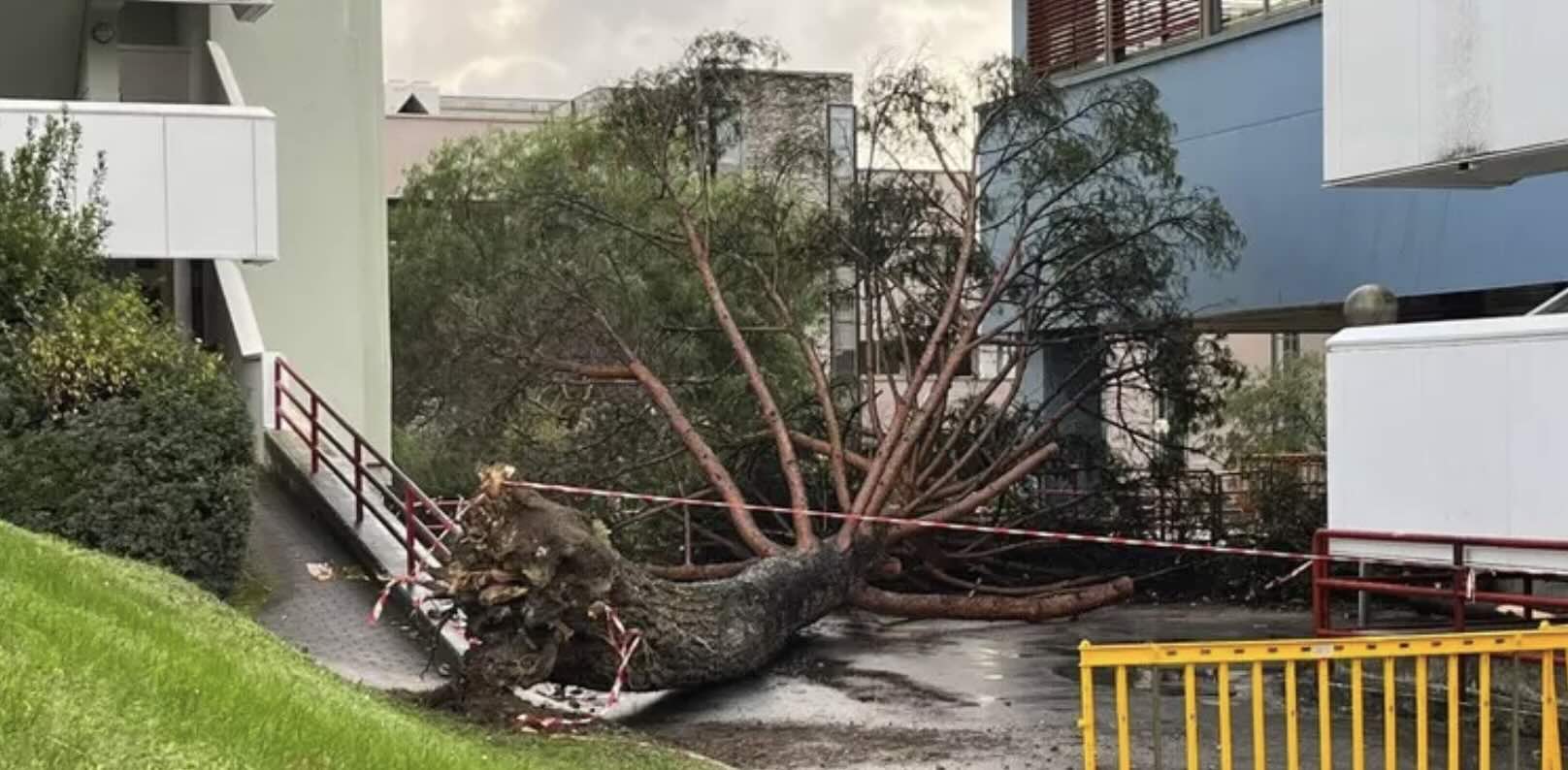 Tragedia sfiorata all'Università di Salerno: albero crolla e ferisce cinque studenti