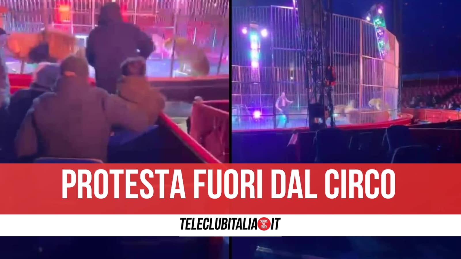 Giugliano, leoni ribellatisi al domatore al circo di Licola: oggi flash mob degli animalisti