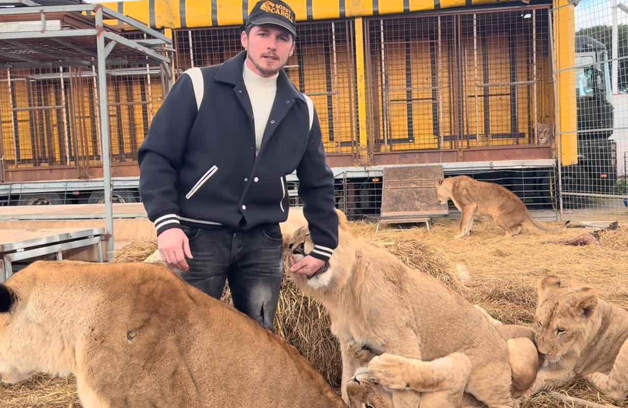 Circo Orfei, incidente nello spettacolo con i leoni: l'addestratore rassicura il pubblico